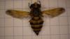 Volucella inanis